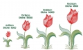 Bild 2 von Stickdatei Tulpe einzelne Tulpe verschiedene Größen