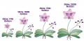 Stickdatei Orchidee verschiedene Größen
