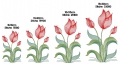 Bild 2 von Stickdatei Tulpen Tulpenstrauß verschiedene Größen